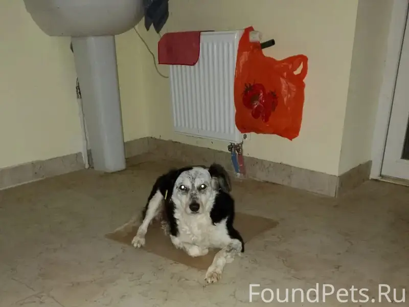 Пропала собака Жуля, Евпатория