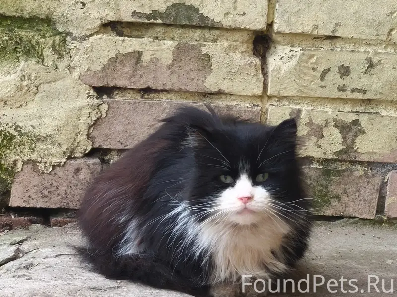 Найден котик, Тосненский р-н, гп Федоровское