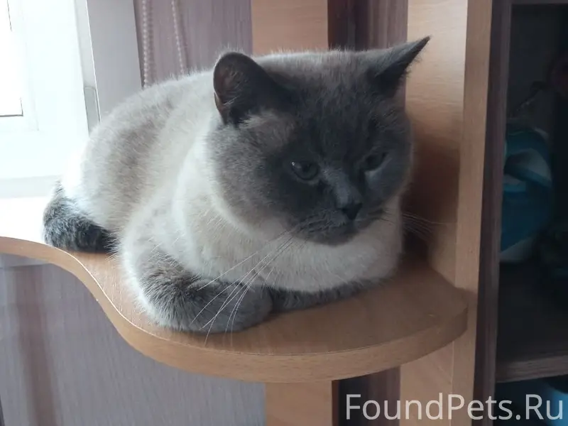 Пропал кот Мишка