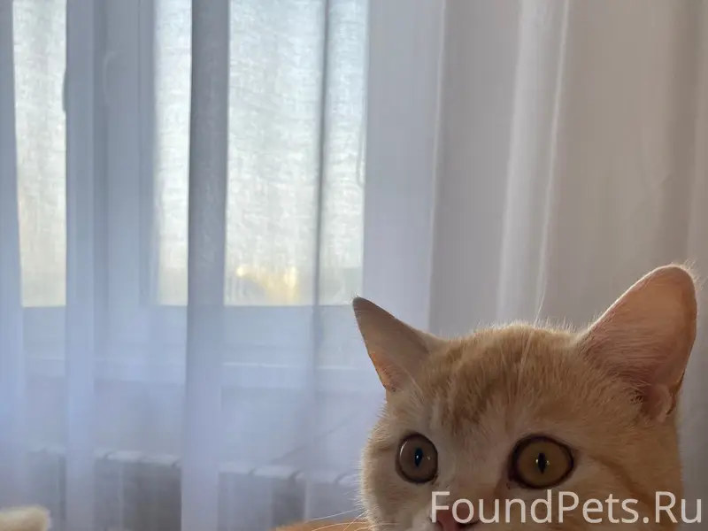 Пропал кот Персик, улица 25 линии