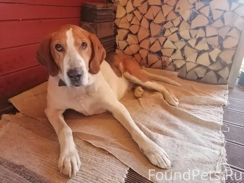 Найдена собака, похожа на гончую, п. Шуя