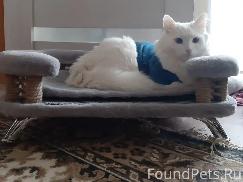 Пропал кот, белый, улица Родины, Тольятти