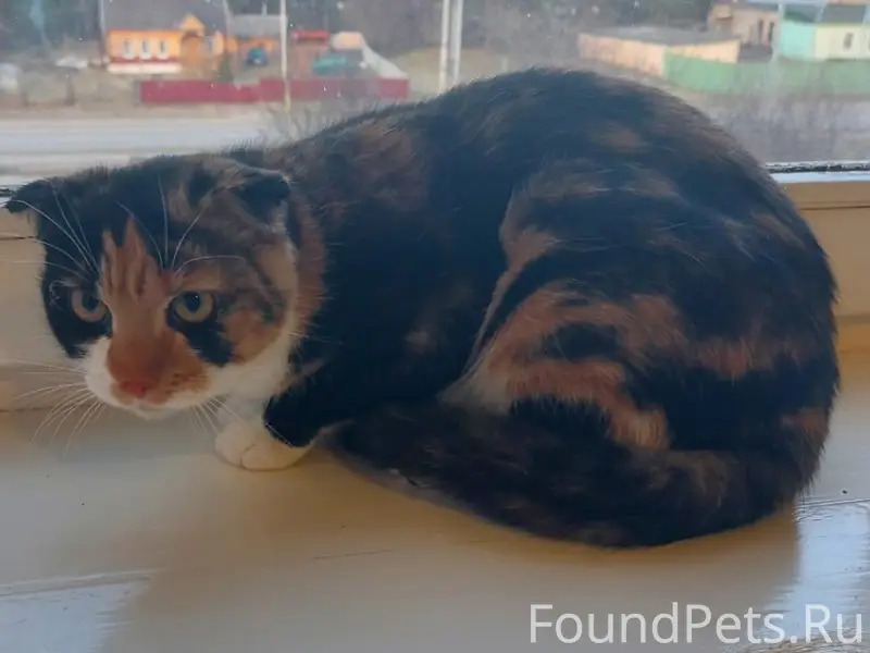 Найдена кошка