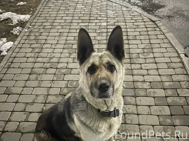 Пропал пёс, ЖК Солнце парк