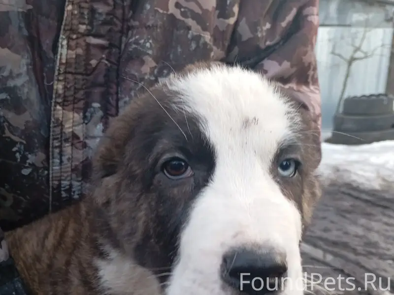 Найден щенок похож на Алабая, Воронеж