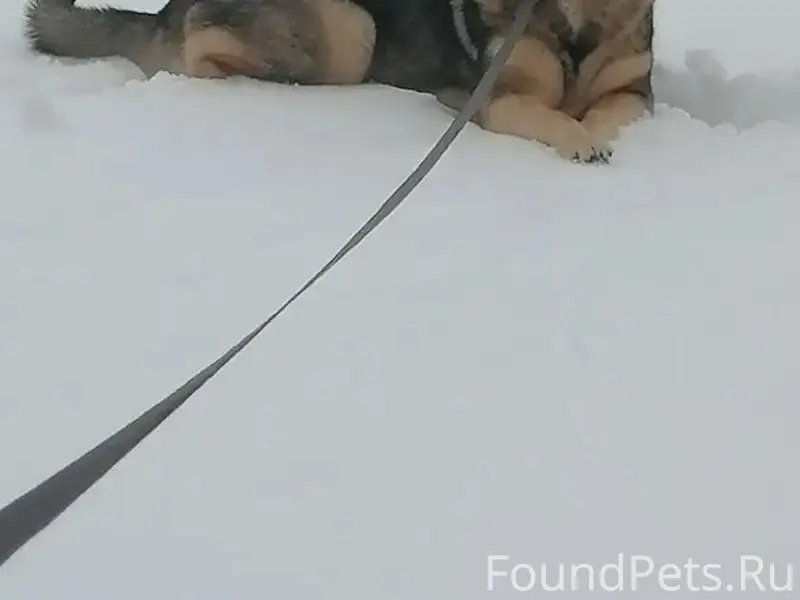 Пропал мальчик Рекс, коричнево-чёрный, деревня Корыстово