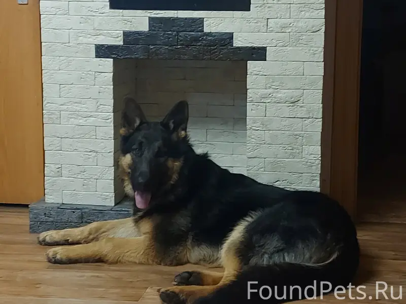 Пропал пёс Ретт