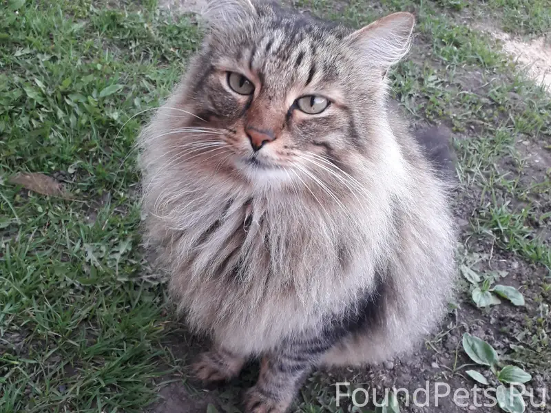 Пропал кот Макс, улица Береговая