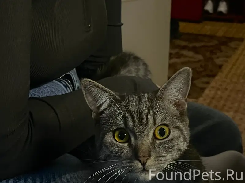 Пропал кот Монтэ, район Гоголя 9