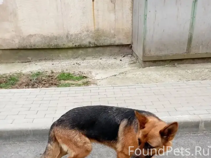 Пропала немецкая овчарка Нора, Симферополь