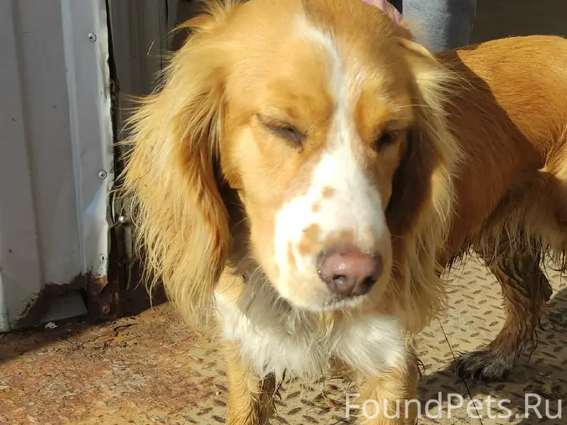 Найден пёс, ласковый и ухоженный, ул. Советская