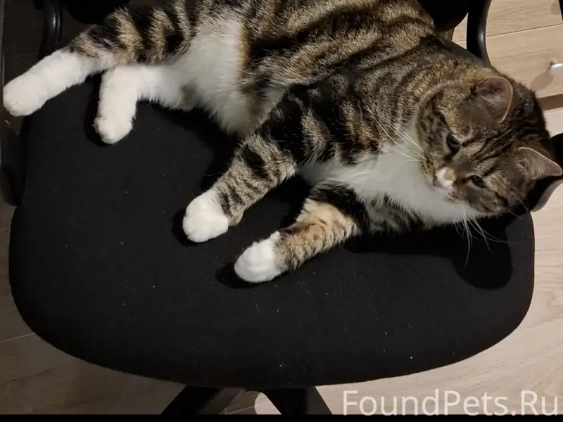 Пропал кот, г. Жуков, ул. Ленина