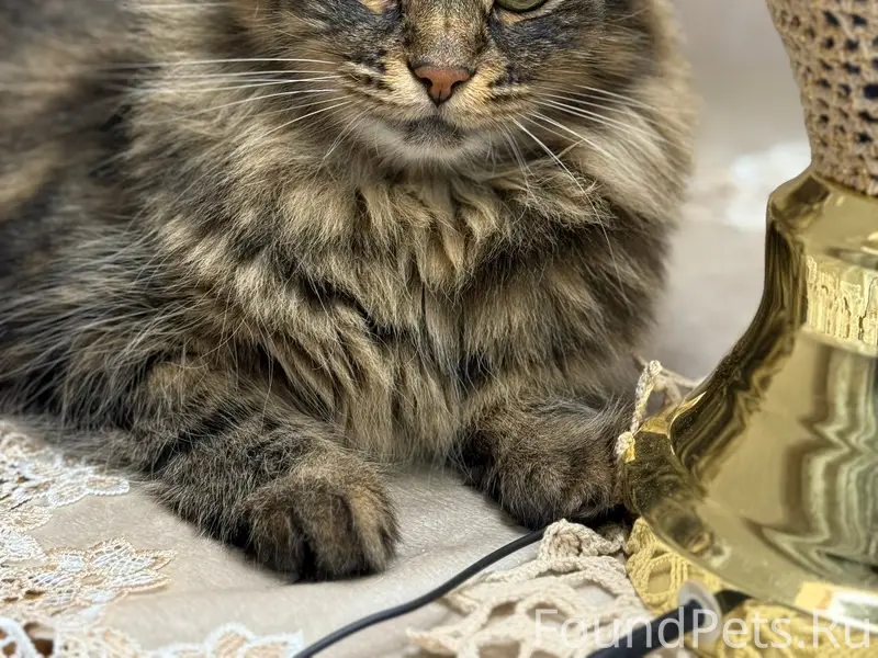 Пропала сибирская кошка Василиса, Юр-гора