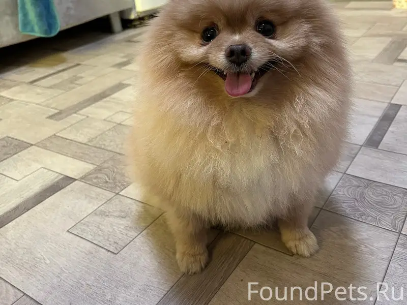 Пропал Пупс, район нижней кулинарии