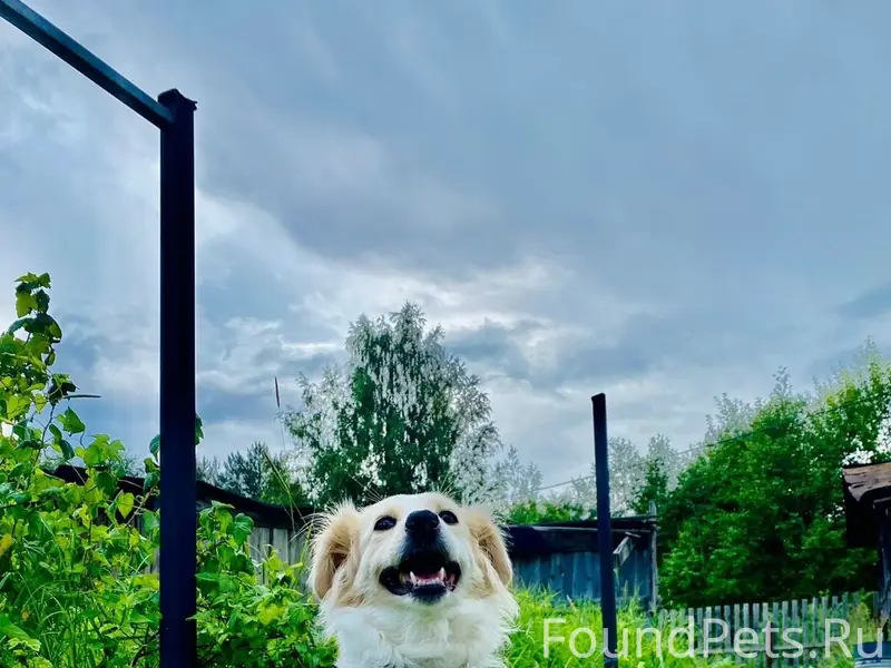 Пропала собака Белка, поселок Новосельский