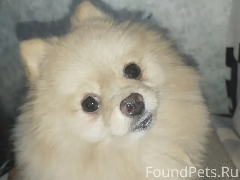 Пропал шпиц Пупс