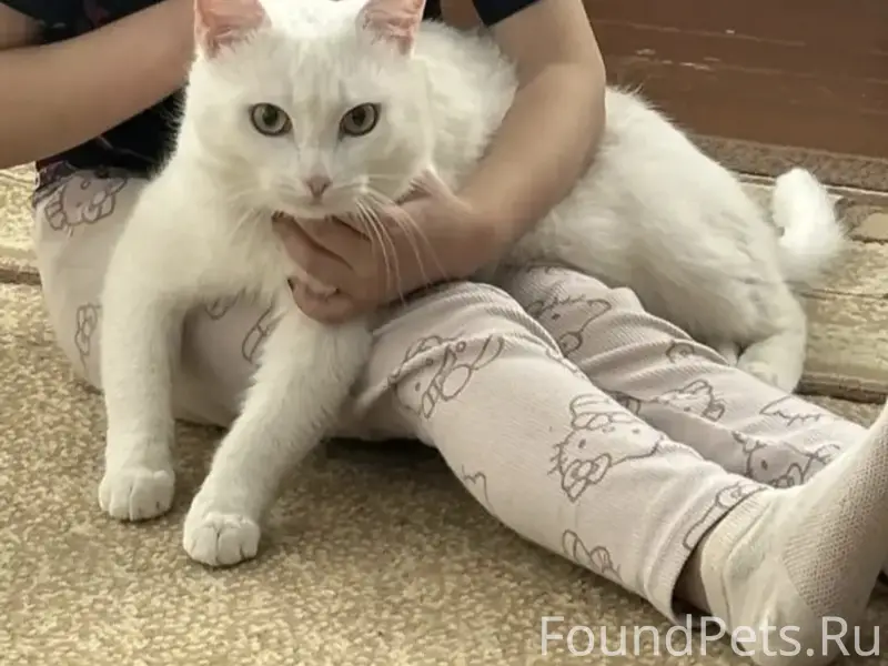 Пропал кот, район вокзала