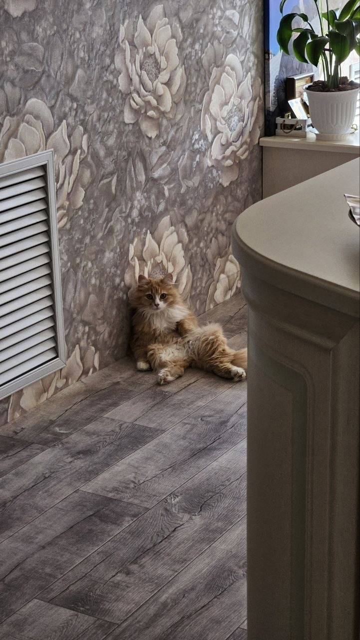 Пропала кошка Умка, 1-я Завокзальная улица