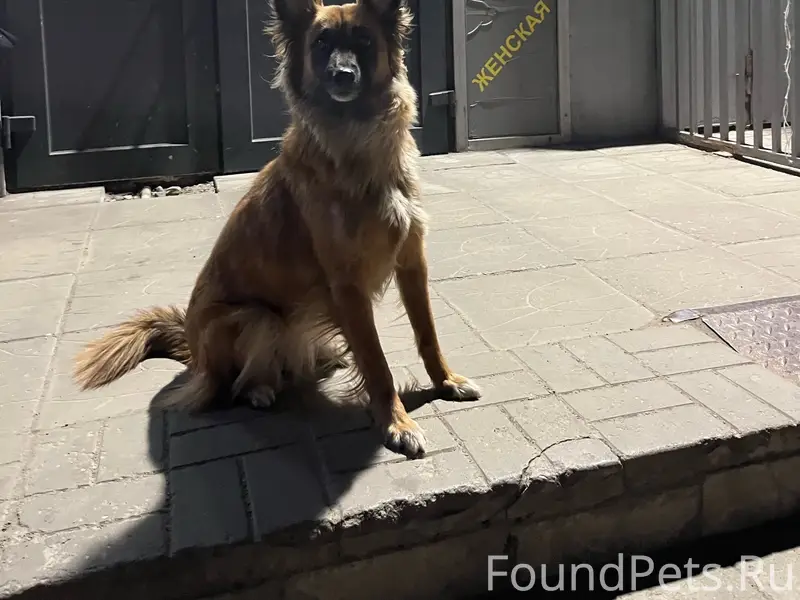 Найденна собака, Первомайская 15