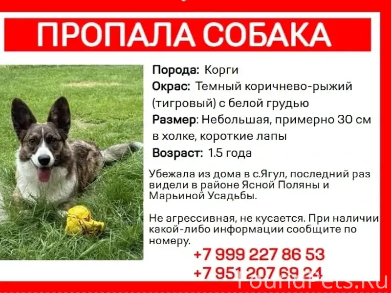 Пропала собака, село Ягул