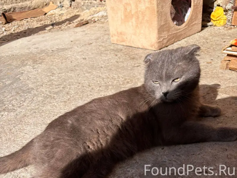 Найдены два кота, серый и рыжий, район Войновки