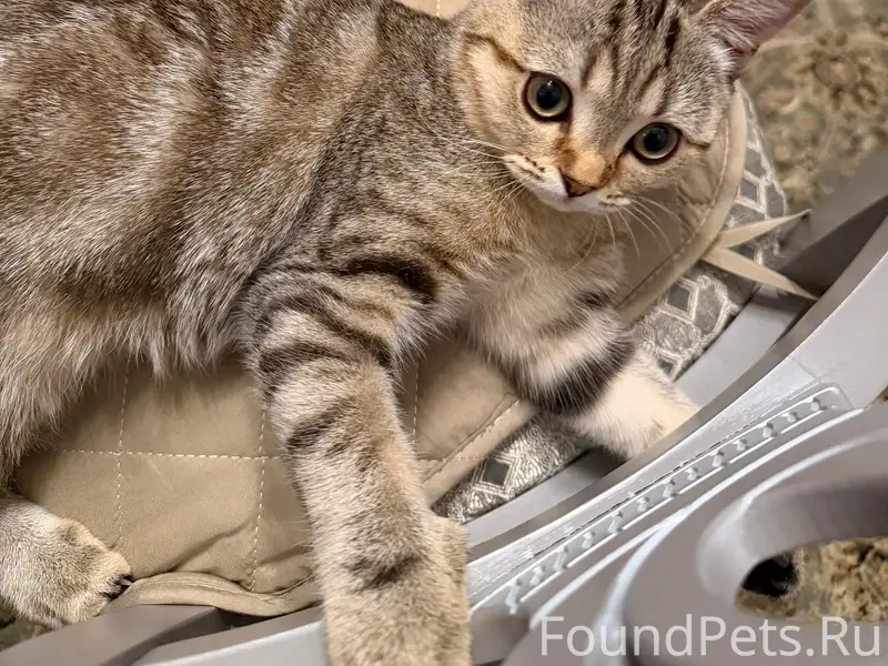 Пропал котёнок Лекс, Приморский район