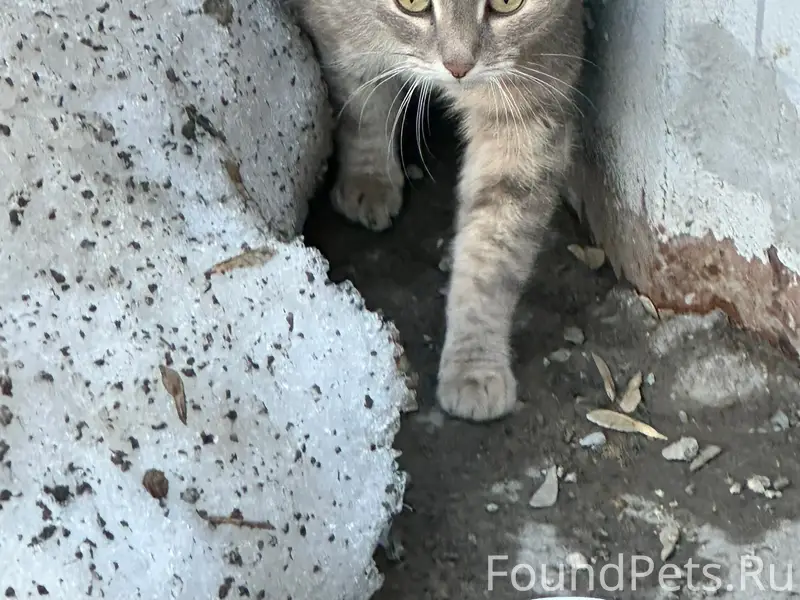 Найдена кошка с ошейником, улица Качалова