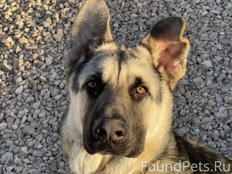 Пропал кобель восточно-европейской овчарки Босс, Псковский район