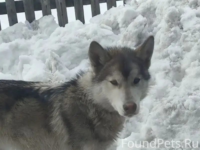 Пропала собака, max