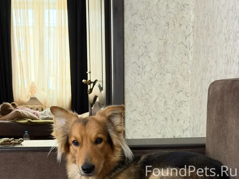 Пропал кобель Рокки, район Абагурской фабрики