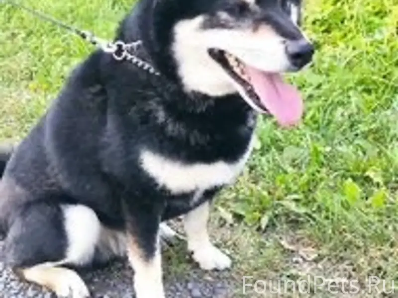 Найден метис сибу-ину, возле рынка Белица