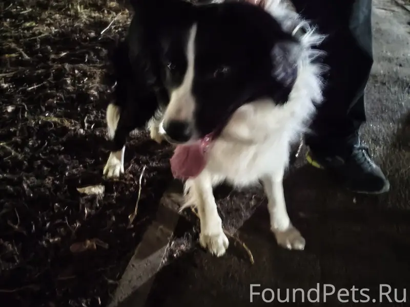 Найден кобель, Светлановский район