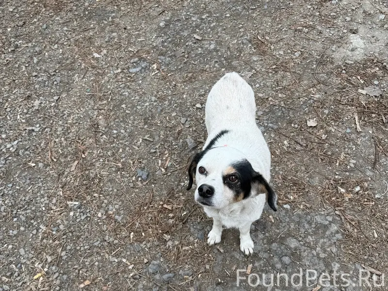 Найден щенок, район дк Фестивальный
