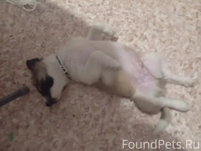 Пропала собака, улица Молдавская