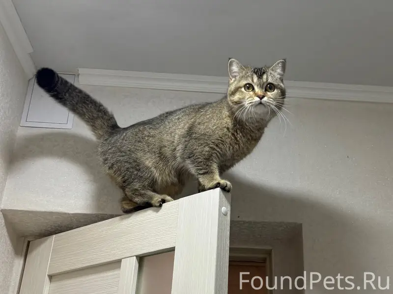 Пропала кошка Симба, район Русское поле