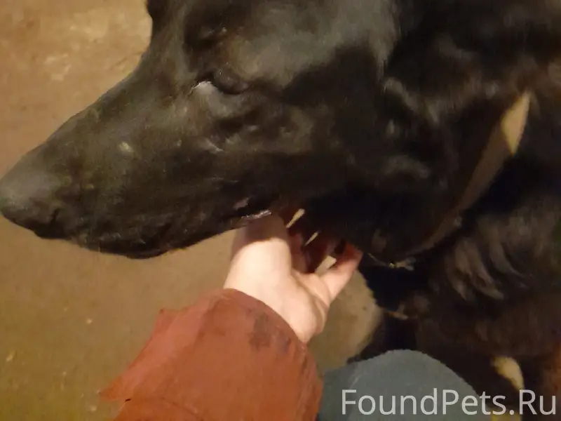 Найденна собака в Смоленске