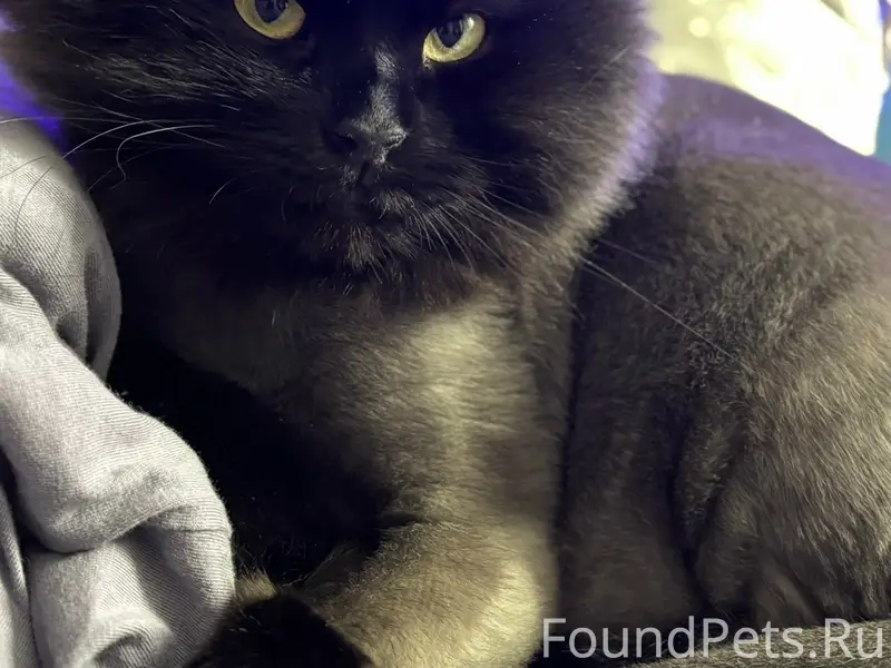 Пропал кот Фауст, Советская улица