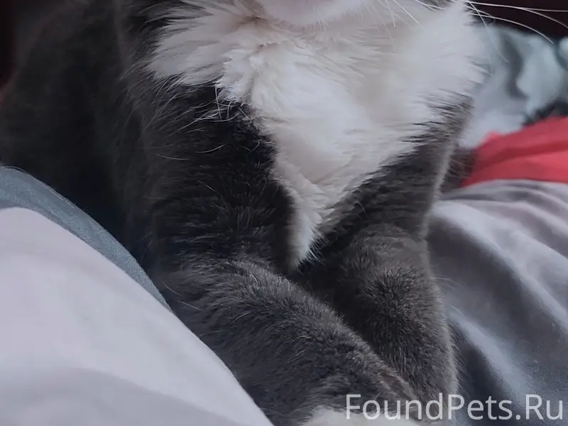 Пропал кот, 3 мкр., 21 дом