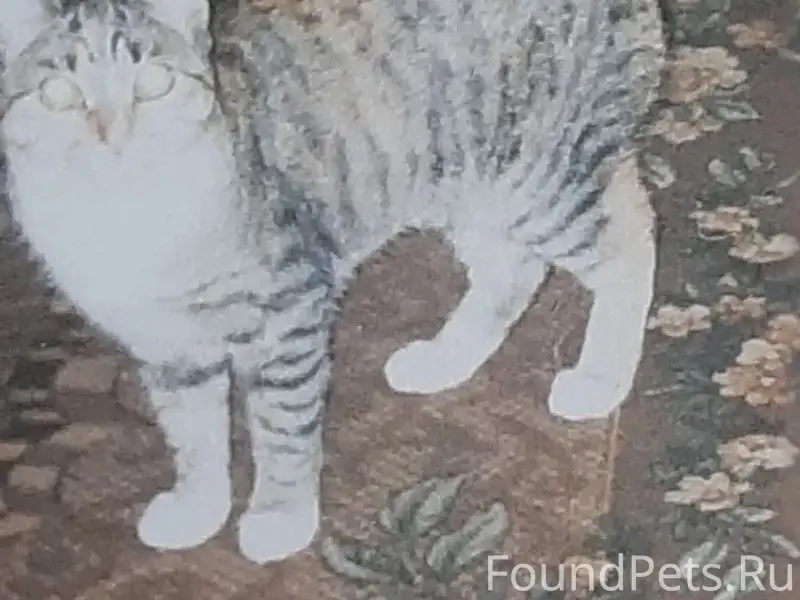 Пропала кошка, район Ленина 103