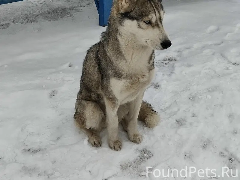 Пропала собака, Южный район