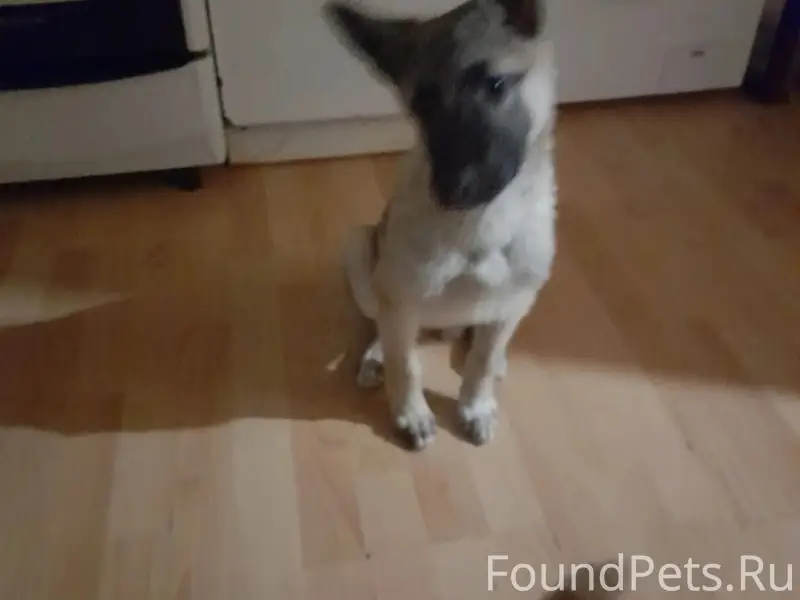 Пропала собака, Югорск, зелёная зона