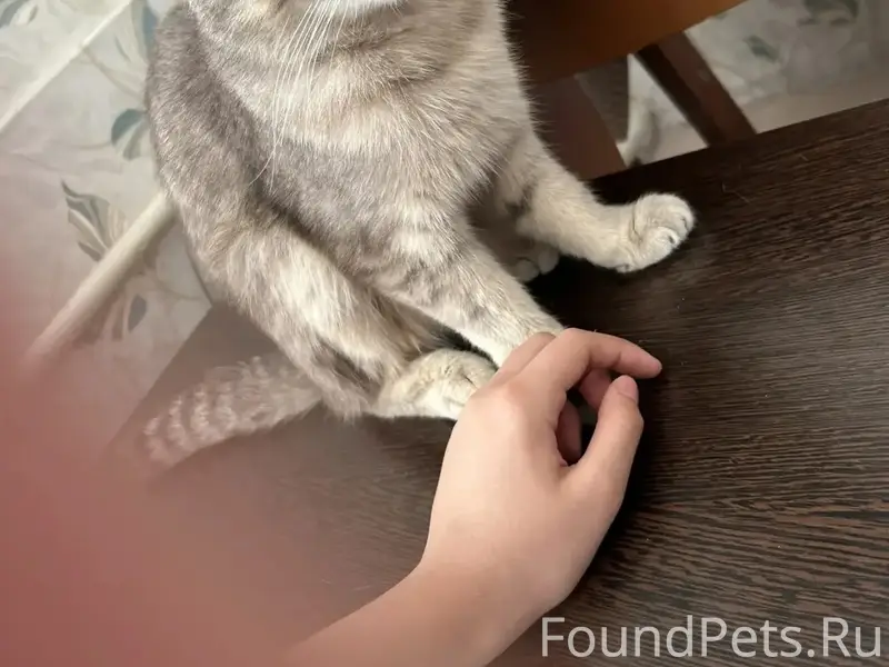 Пропал британец Мурзик