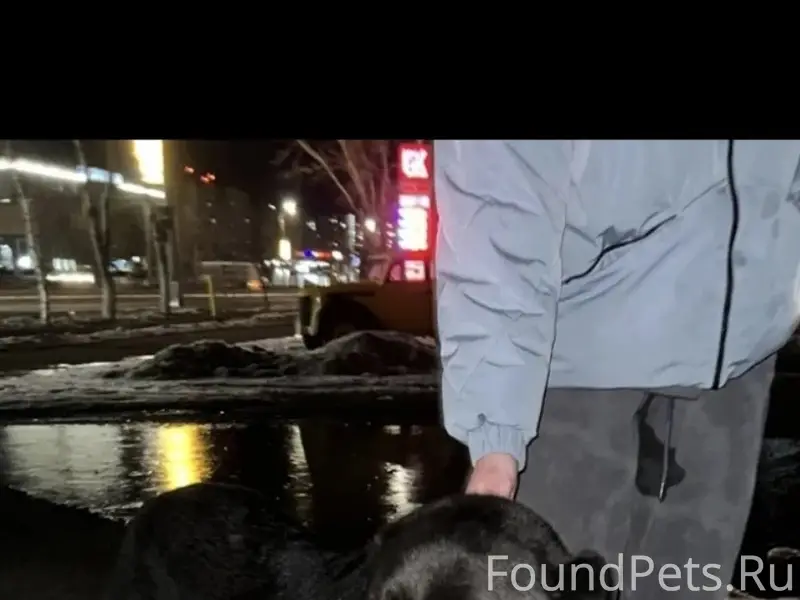 Пропал Ричард, собака