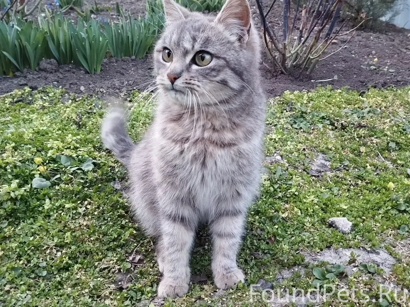 Пропал кот