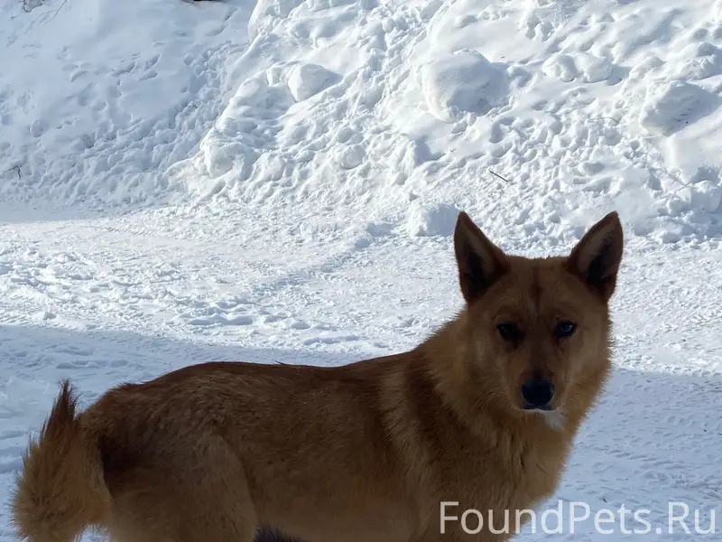 Найден щенок, частный сектор