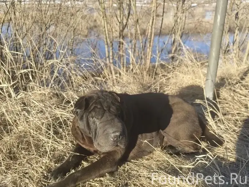 Пропала собака шарпей, Магнитогорск, улица Транспортная