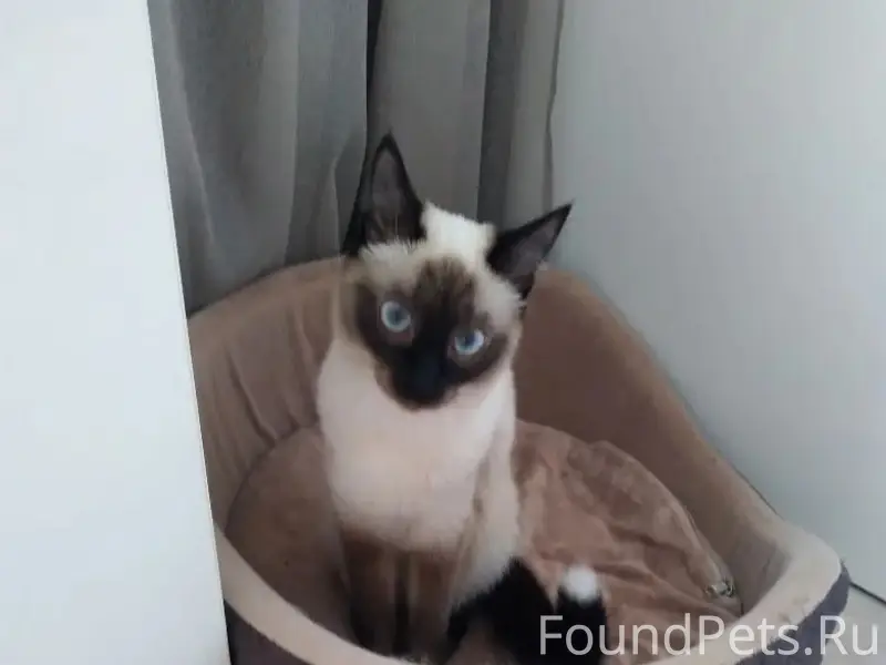 Пропала кошка Маня, Инженерная, 69