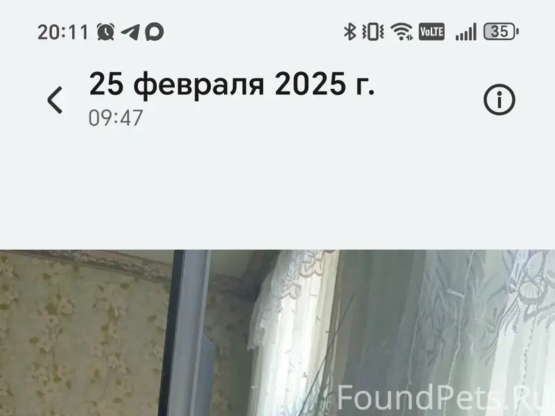 Пропал кот, центр города