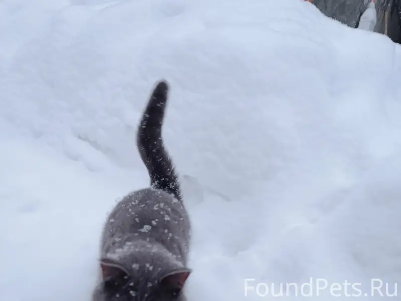 Пропал кот, Бородинская улица