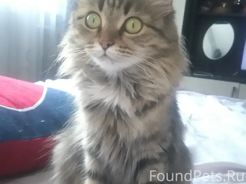 Пропала кошка, Гранатная улица, г. Сочи